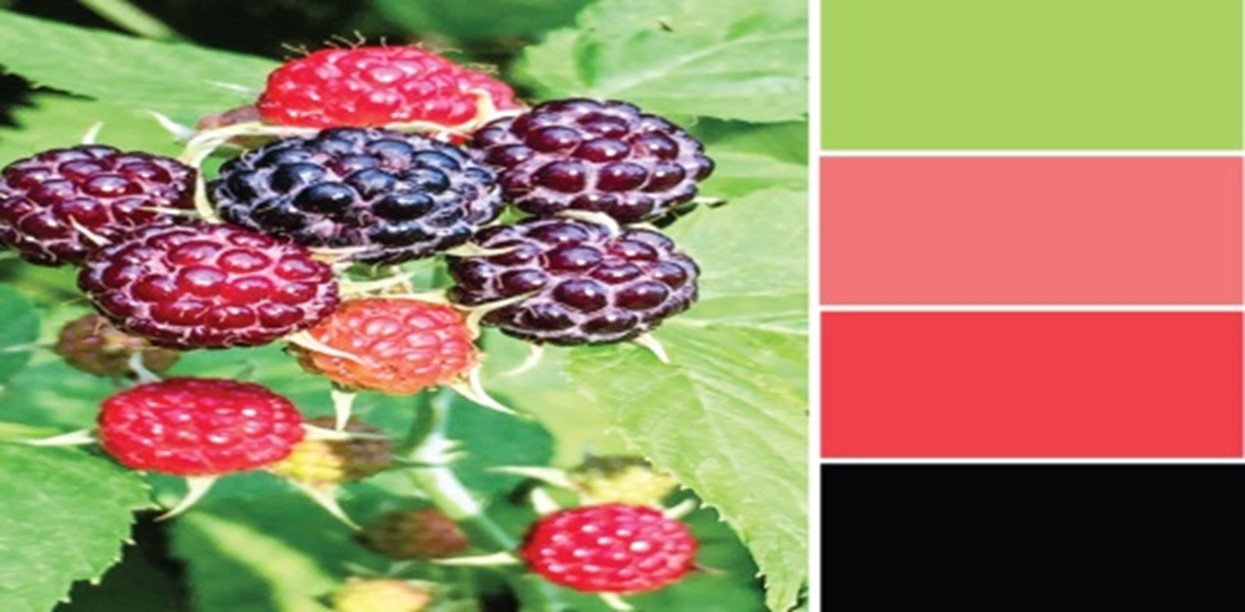 Finding Inspiration for Your Color Selection