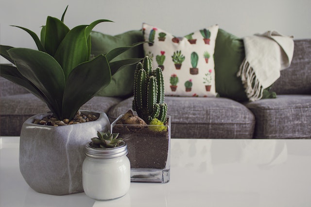 Plants on a white table near the sofa with pillows